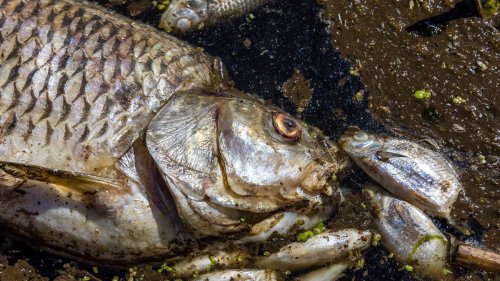 Umwelt: Ausmaß des Fischsterbens in Oder ungeklärt: Analysen folgen