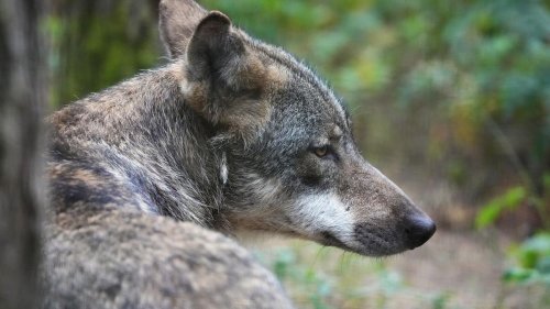 Tiere: Jäger vermuten hohe Dunkelziffer an Wolfsrissen