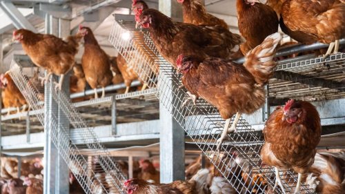 Tierschutz: Stopp für Geflügel-Schlachtungen stellt Halter vor Probleme