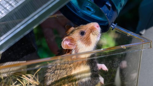 Tiere: 42 Feldhamster starten neues Leben in freier Wildbahn
