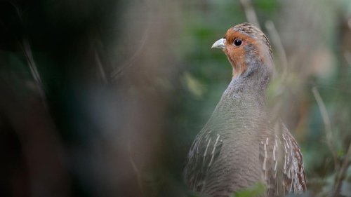 Artenschutz mit Jagdeinsatz: Jäger sehen Erfolg bei Artenschutzprojekt im Erfurter Becken