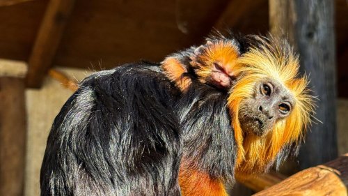 Tierischer Nachwuchs: Zoo-Premiere: Goldkopf-Löwenäffchen in Ströhen geboren