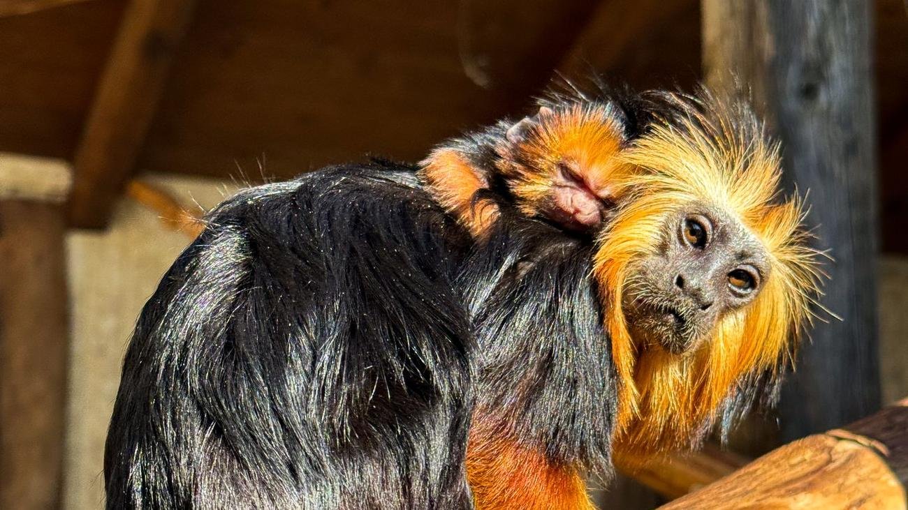 Tierischer Nachwuchs: Zoo-Premiere: Goldkopf-Löwenäffchen in Ströhen geboren