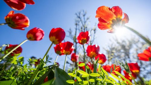Wetter: Sonne und bis zu 25 Grad in Hessen erwartet
