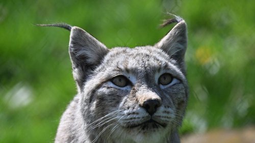 Naturschutz: Geplante Jagdgesetz-Reform: Aiwanger weist BN-Kritik zurück