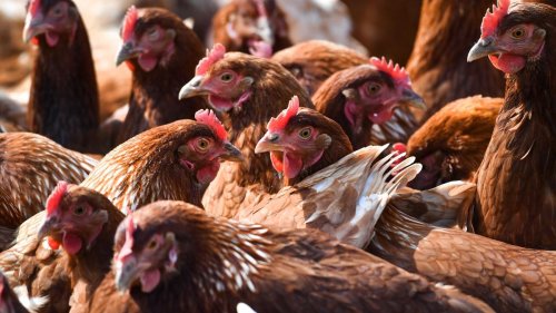 Tierschutz: Amt mahnt zu Sicherheitsmaßnahmen gegen Geflügelpest