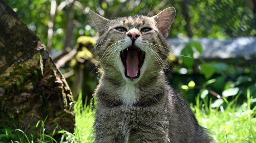 Naturschutz: "Rettungsnetz Wildkatze" - 35 Jahre BUND in Thüringen