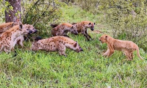 Watch: Lioness makes sacrifice to save cub from hungry hyenas