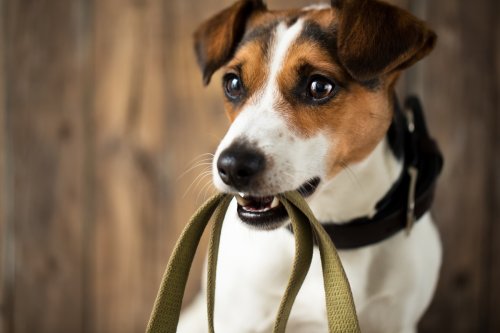 Pet Parents Who Don't Walk Their Dogs Daily Are Doing Them More Harm Than They Realize