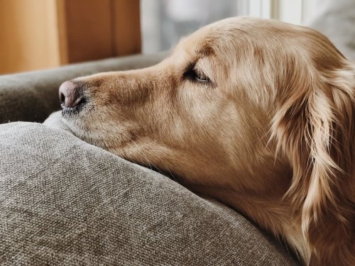 5 Things Humans Do That Might Be Hurting Their Dog's Feelings