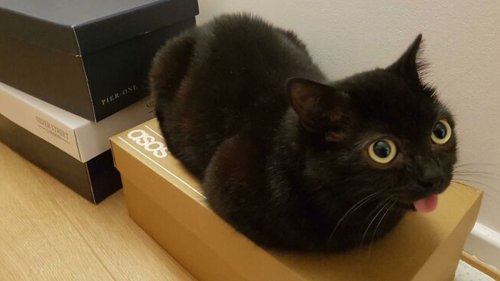 Online Community Is Dedicated To Sharing ‘Catloaf’ Pics, Here Are 43 Of The Cutest