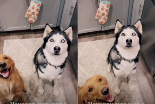 Dog owner’s golden retriever and Siberian husky ‘accidentally’ have a puppy