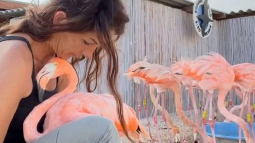 VIDEO: Tickled Pink: The Flamingo Rescuer Saving Birds With A Caring Cuddle - Zenger News