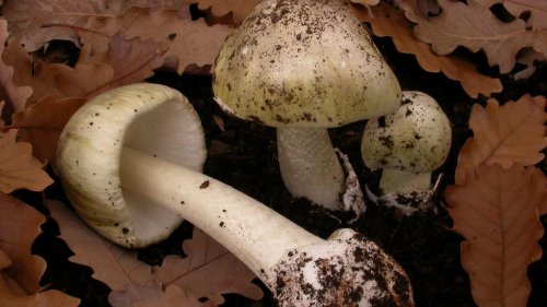Eating Wild Mushrooms Not Worth The Risk, Experts Tell Australians - Zenger News