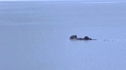 VIDEO: Adorable Otter Swimming During Heavy Snowfall In Search Of Fish - Zenger News