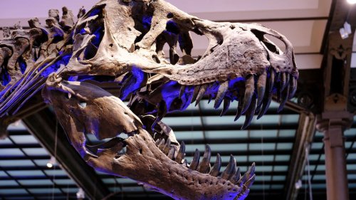 Carnivorous Dinosaur Big As School Bus Unearthed