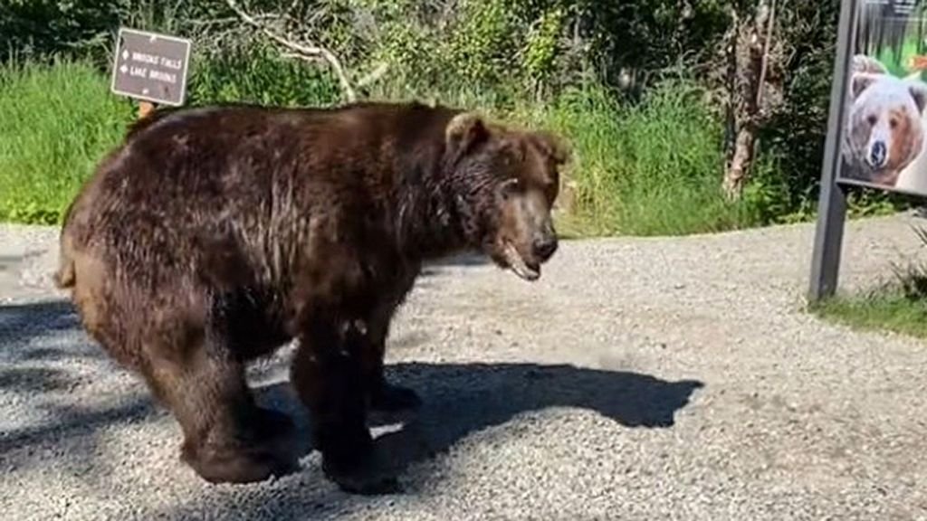 VIDEO: Grizzly Scare: Amazing Courage Of Tourist Who Saved Pals From Bear Simply By Talking To It - Zenger News