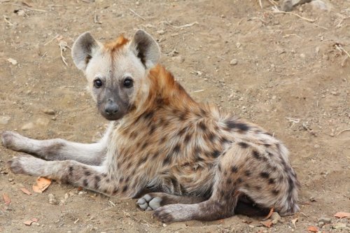 Hyenas, Wild Dogs And Cheetahs Disappearing From African Savannah