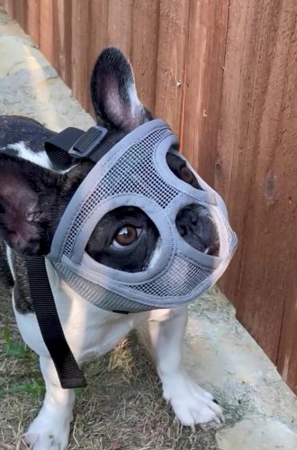 Adorable Pup Wears A Mask Outdoors To Stop Her From Eating Grasshoppers Like They’re Skittles