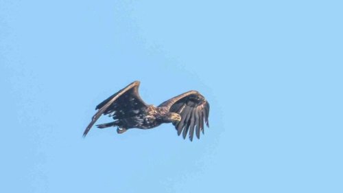 Wildlife Lovers Track Rare Eagle’s 10,000-mile Journey