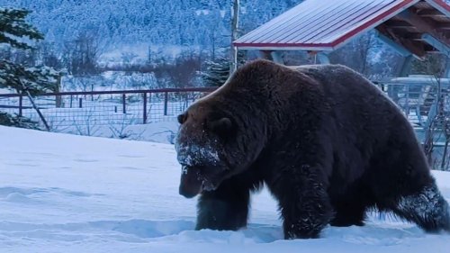 VIDEO: Bearing Up: Brown Bear Wakes Up Early From Winter Sleep And Takes Stroll In The Snow - Zenger News
