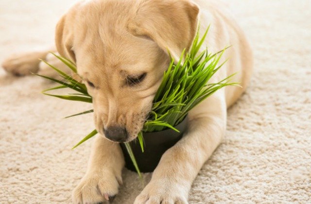 The Houseplants You Should Avoid If You Have Dogs