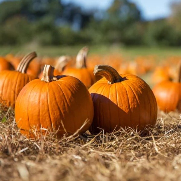 What Happens If You Eat Pumpkin Seeds Daily