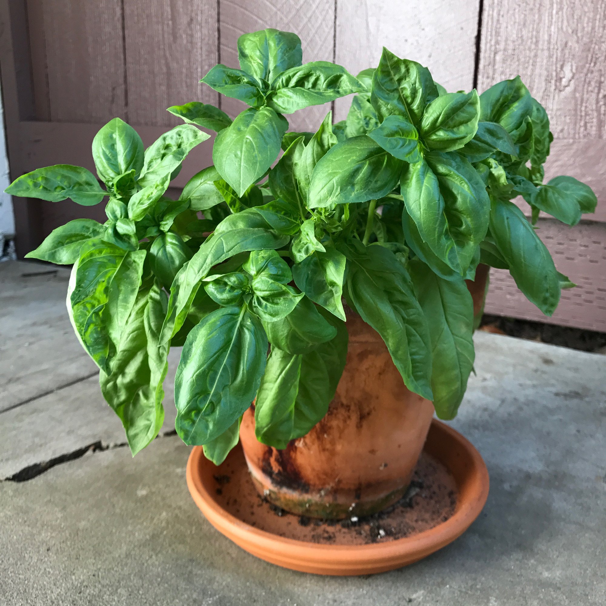 How to Grow Free Basil from Cuttings