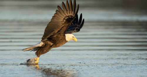 How To Set Up Your Camera For Bird Photography