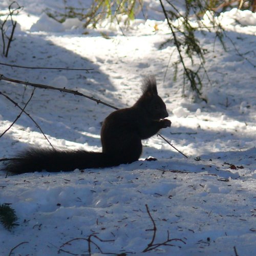 Eichhörnchen im Winter: Was sie an milden Tagen so treiben