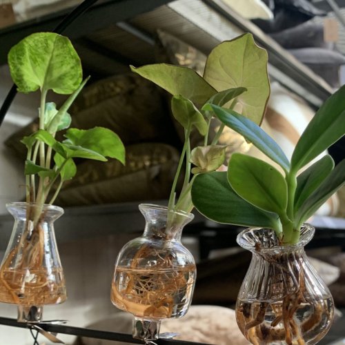 Grün und Stilvoll: 7 neue Ideen für Zimmerpflanzen