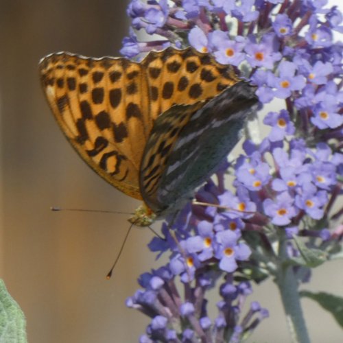8 Pflanzen, mit denen Sie Schmetterlinge in den Garten locken