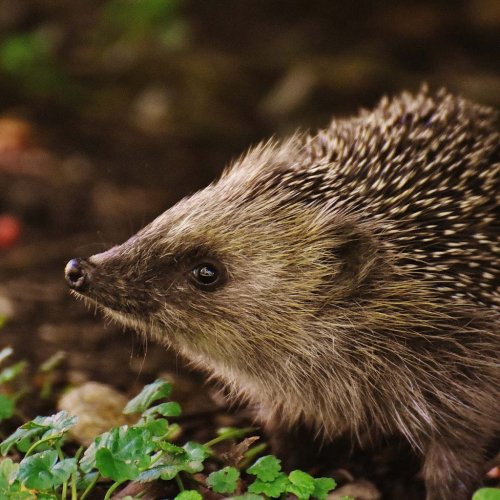 Igel im Sommer: Wie Sie Ihnen jetzt helfen können