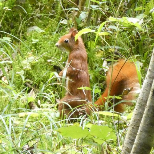 Eichhörnchen Feinde: Die 8 schlimmsten Gefahren