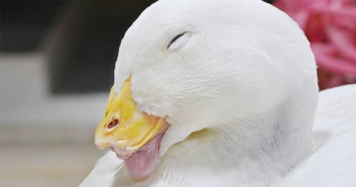 Duck with missing bill will receive a 3D prosthetic made by Texas students