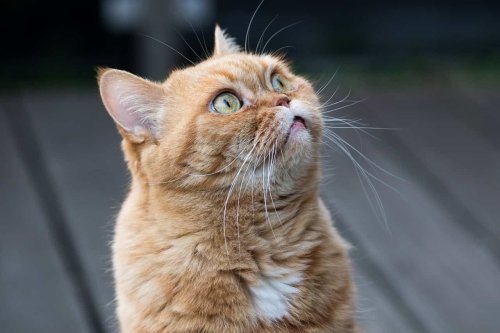 Orange Cats Are Genetically Unlike Any Other Mammal and Now We Know Why