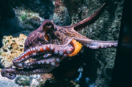 The oceans are getting so hot it’s harming octopus vision