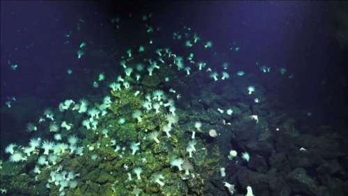 To the bottom of the Earth: the Mariana Trench