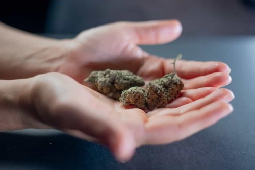 Researchers analyzed 10,000 studies and found cannabis could actually fight cancer