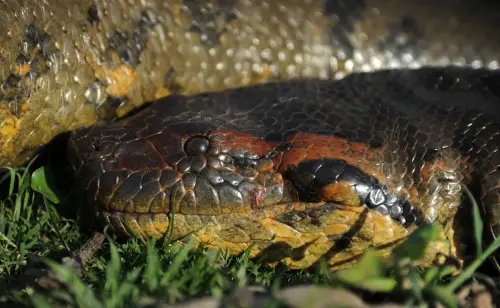 World’s largest snake is a huge 8-meter-long, 200-kg green anaconda from the Amazon