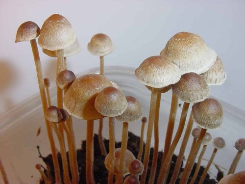 Magic Mushroom Use Is Soaring in the U.S. With More Americans Turning to Psilocybin Than Cocaine or Meth