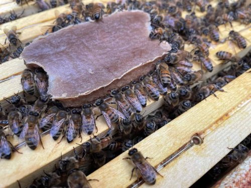 Scientists Create a ‘Power Bar’ for Bees to Replace Pollen and Keep Colonies Alive Without Flowers