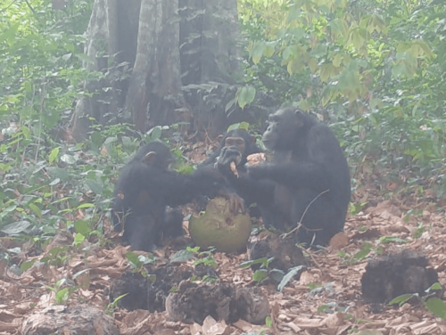 Scientists filmed wild chimpanzees sharing alcohol-laced fermented fruit for the first time and it looks eerily familiar