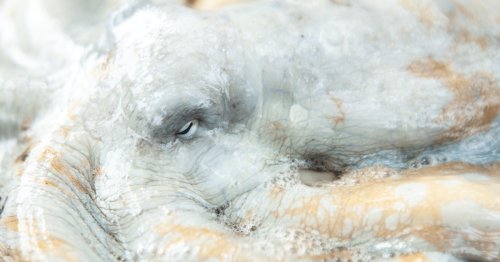 The World’s First Commercial Octopus Farm Is Dead in Its Tracks After Scientists and a 9-Year-Old Helped Fight It