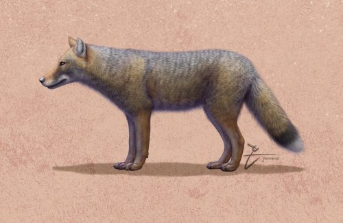 Extinct fox was kept as pet by South American hunter-gatherers 1,500 years ago