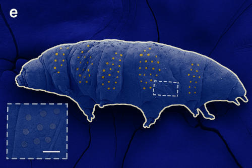 Scientists put nanotattoos on frozen tardigrades and that could be a big deal