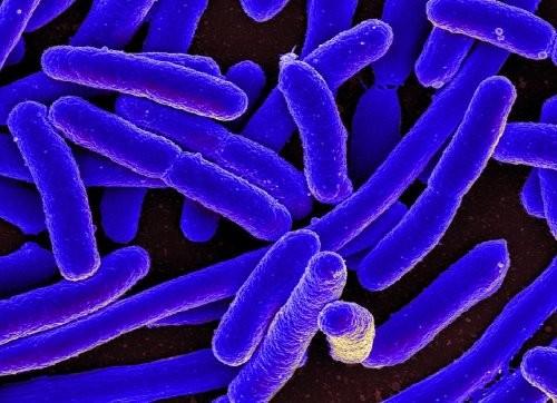 Scientists Just Engineered Bacteria That Make Biodegradable Plastic