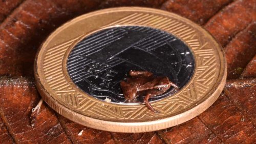 Tiny Brazilian frog is world’s smallest vertebrate. You could fit dozens on a quarter