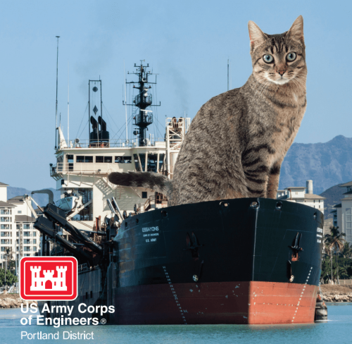 The US Army Corp of Engineers’ new cat calendar is so bad it’s brilliant