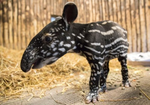 ‘Pitter-Patter' of Tapir Hooves at Edinburgh Zoo